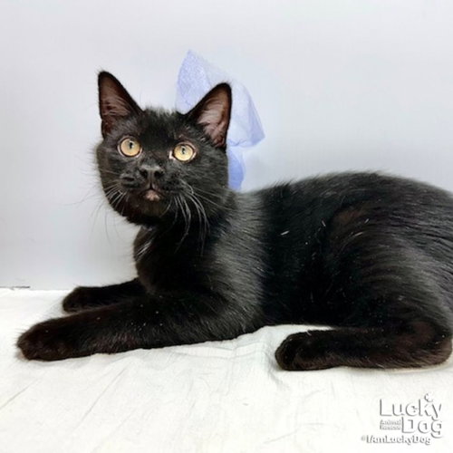 Whisper, a Domestic Short Hair / Mixed (short coat) cat for adoption in Washington, DC, photo 1 of 4