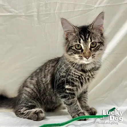 Jamie Lynn - Domestic Long Hair