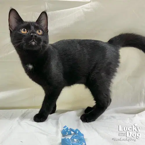 Jericho - Domestic Short Hair