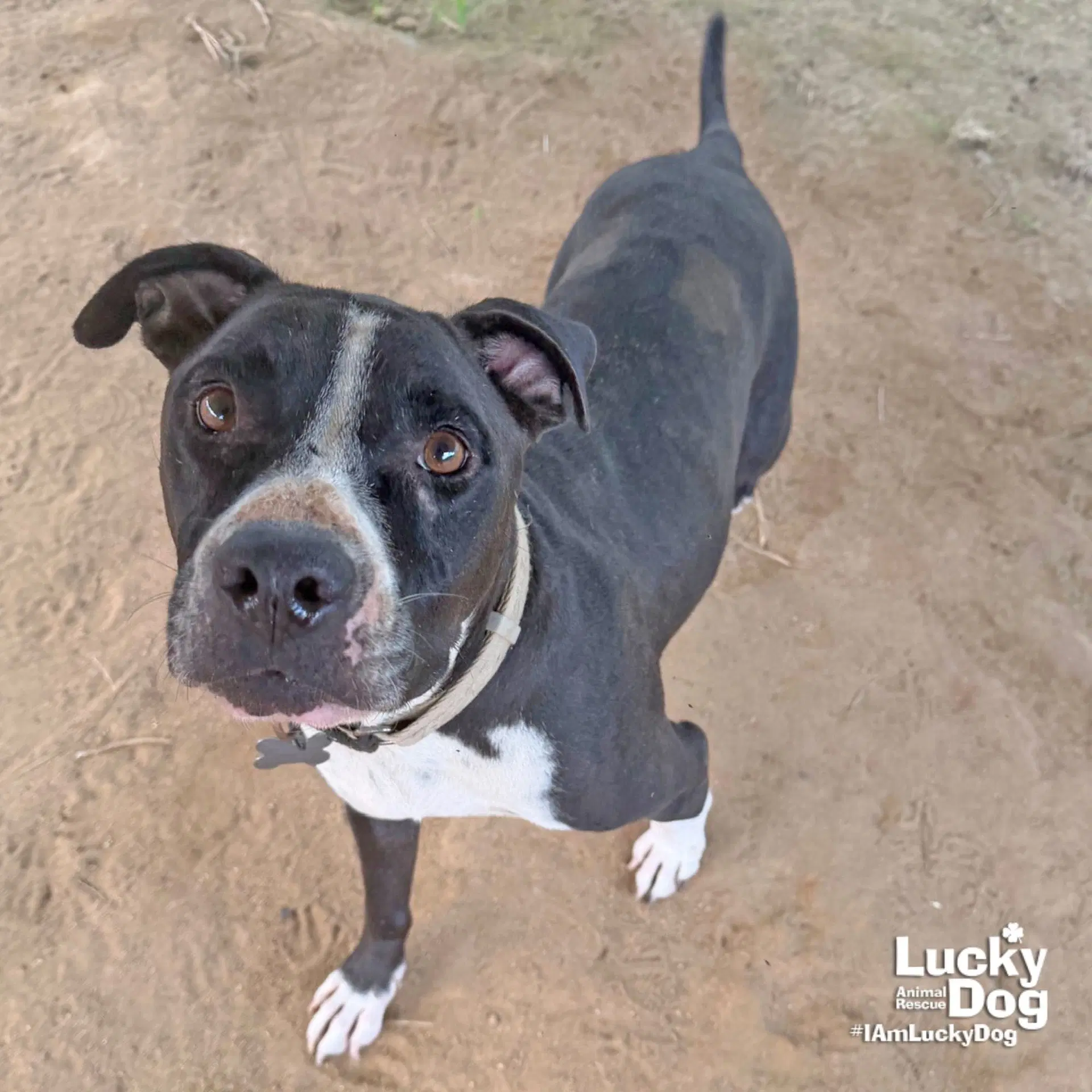 Snookie - Pit Bull Terrier
