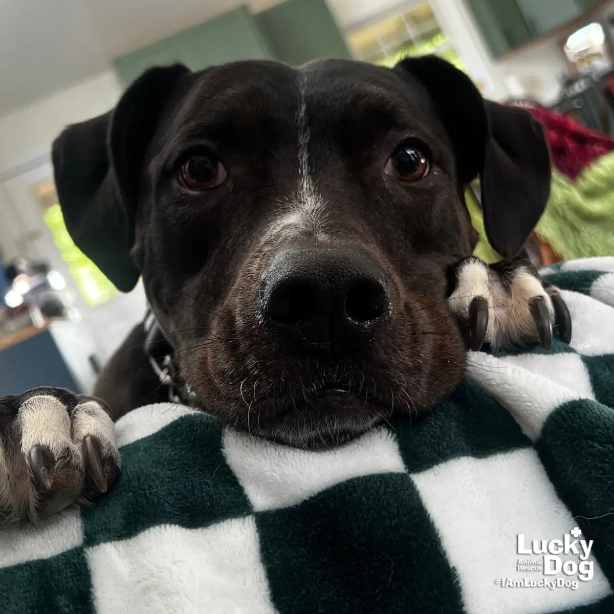 Holly - Labrador Retriever