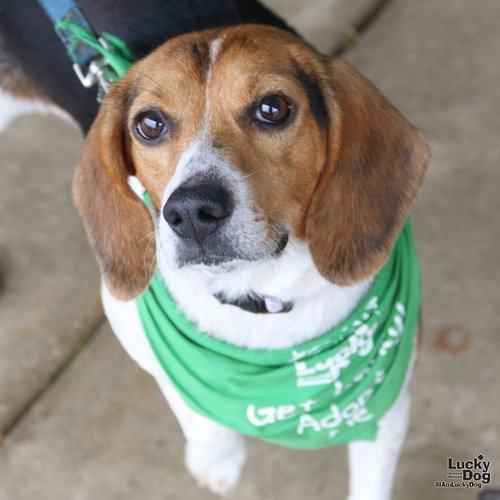 Blanche, a Beagle / Mixed (short coat) dog for adoption in Washington, DC, photo 1 of 4