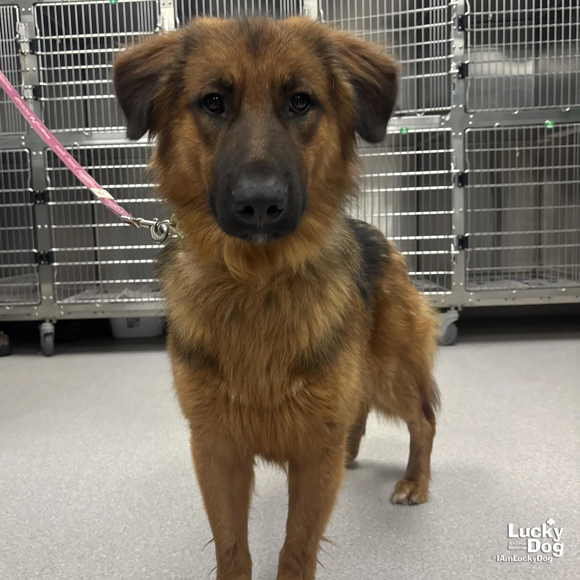 Wall Eye - Shepherd