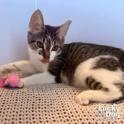 Parson - Domestic Short Hair