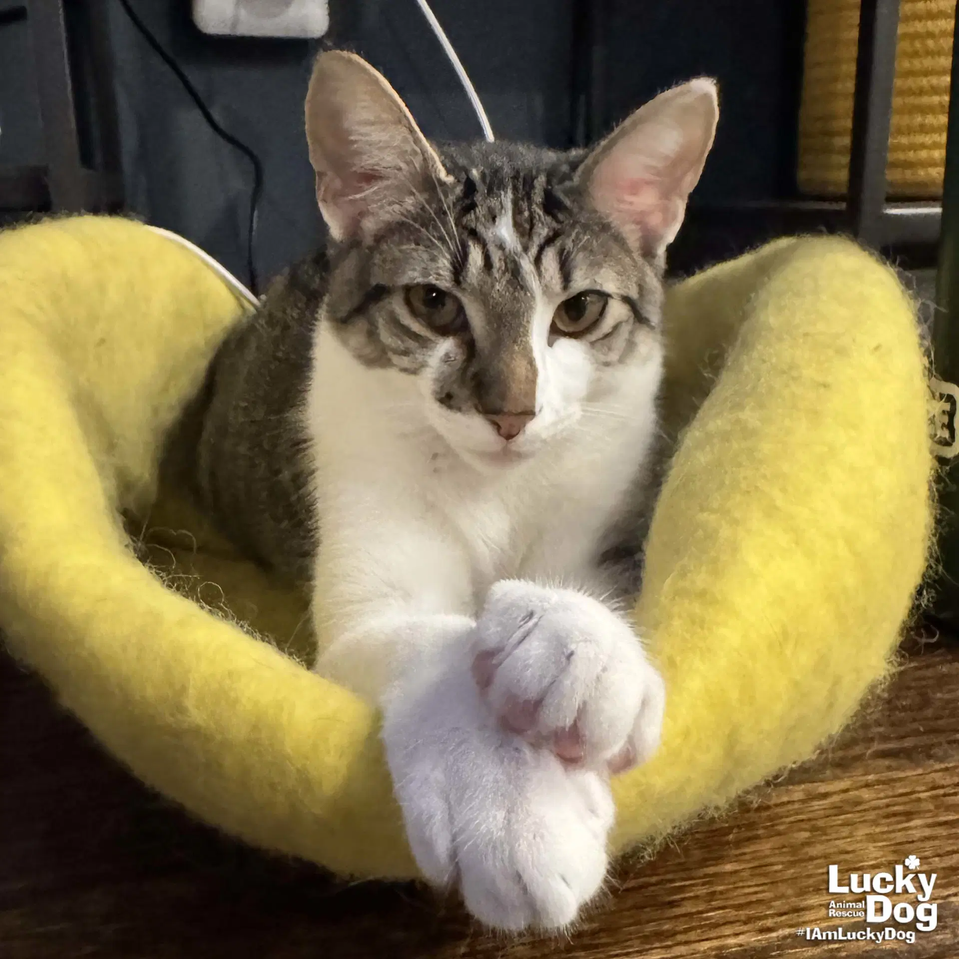 Parson - Domestic Short Hair