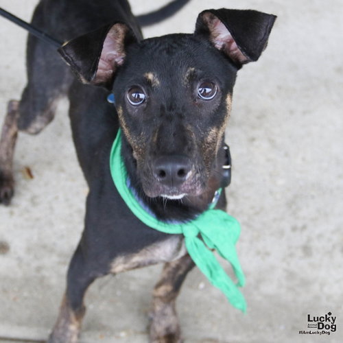 Ranger, a Labrador Retriever / Shepherd / Mixed (short coat) dog for adoption in Washington, DC, photo 1 of 4