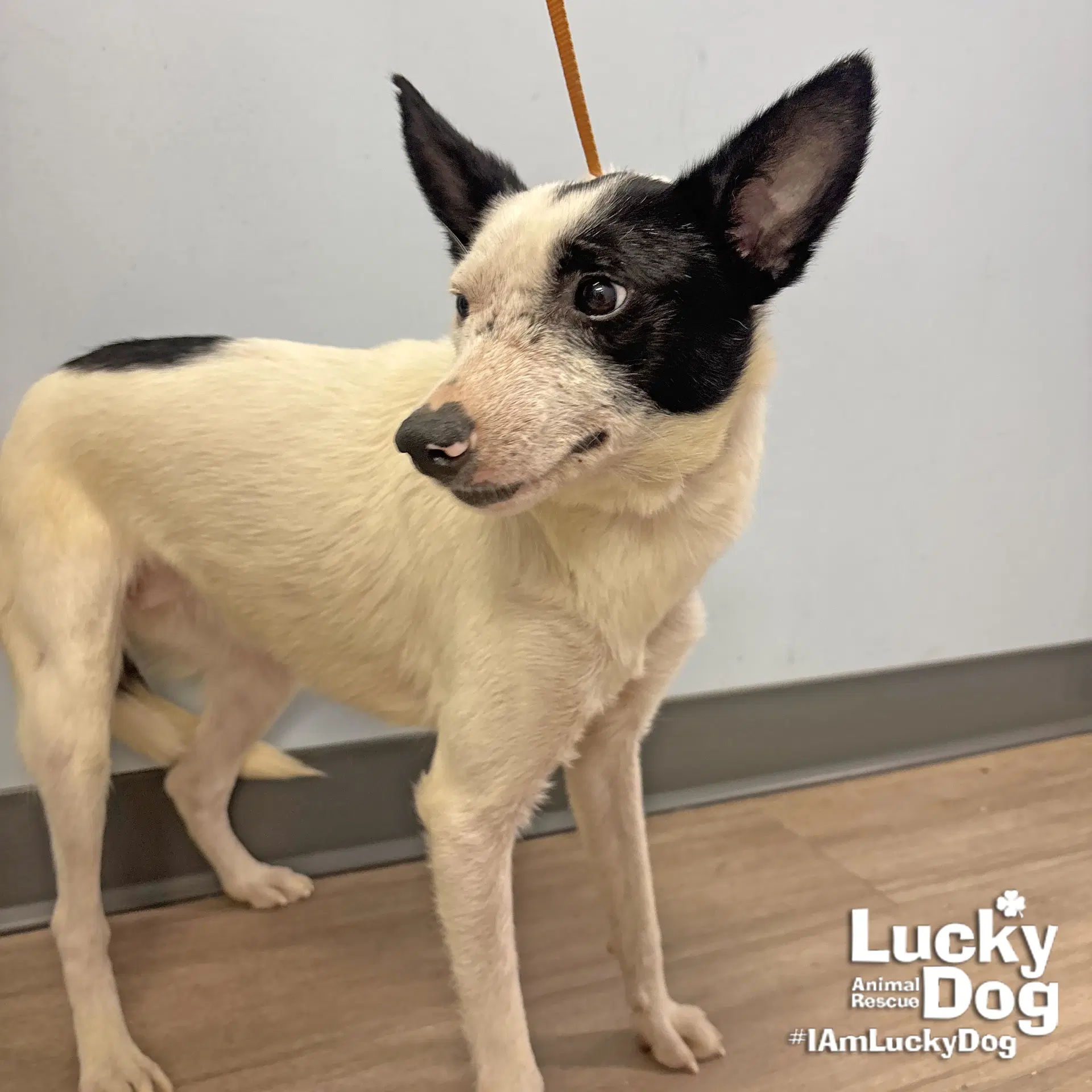 Willow - Jack Russell Terrier