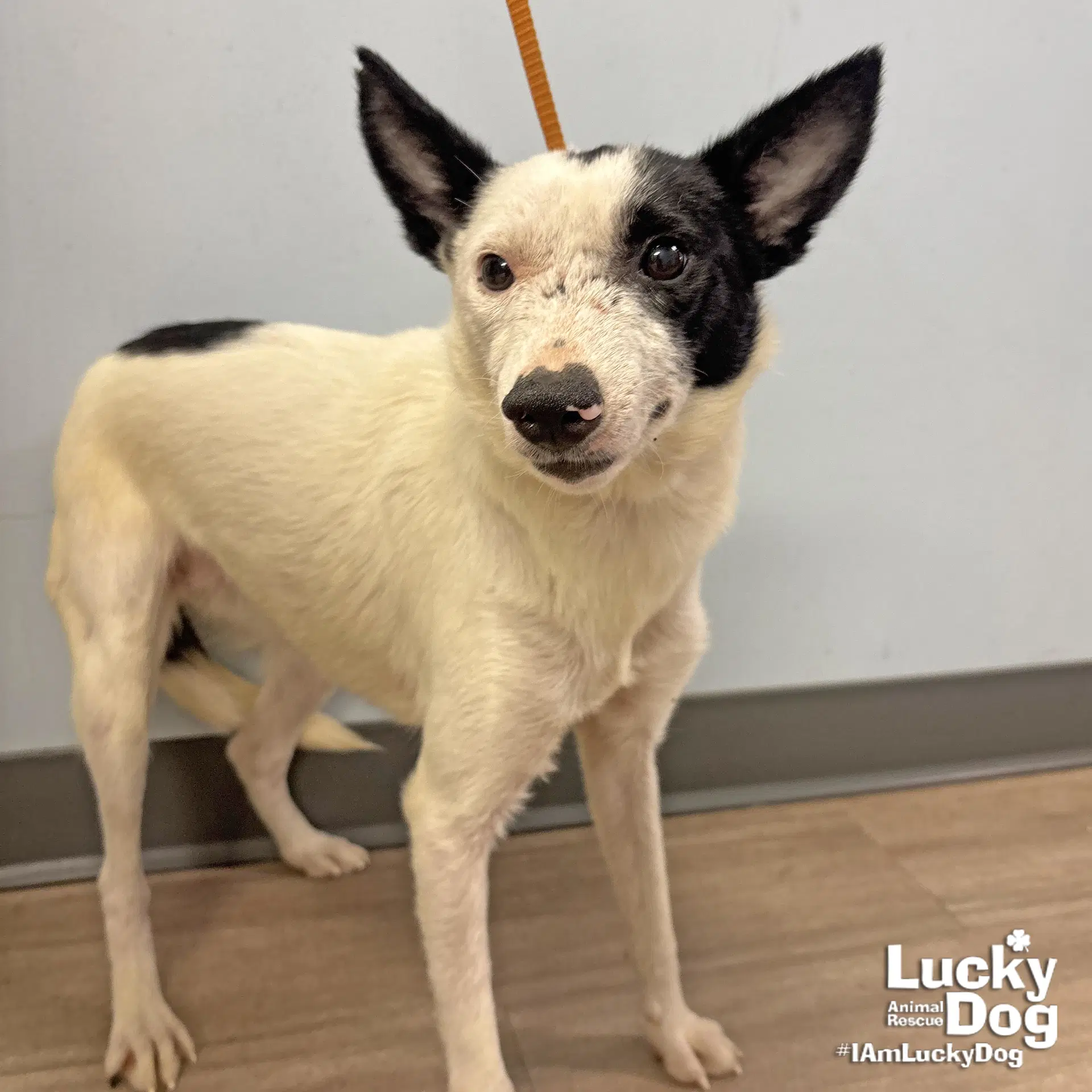 Willowy - Jack Russell Terrier