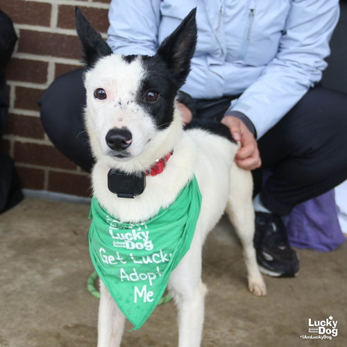 Willowy, a Jack Russell Terrier / Mixed (short coat) dog for adoption in Washington, DC, photo 1 of 4