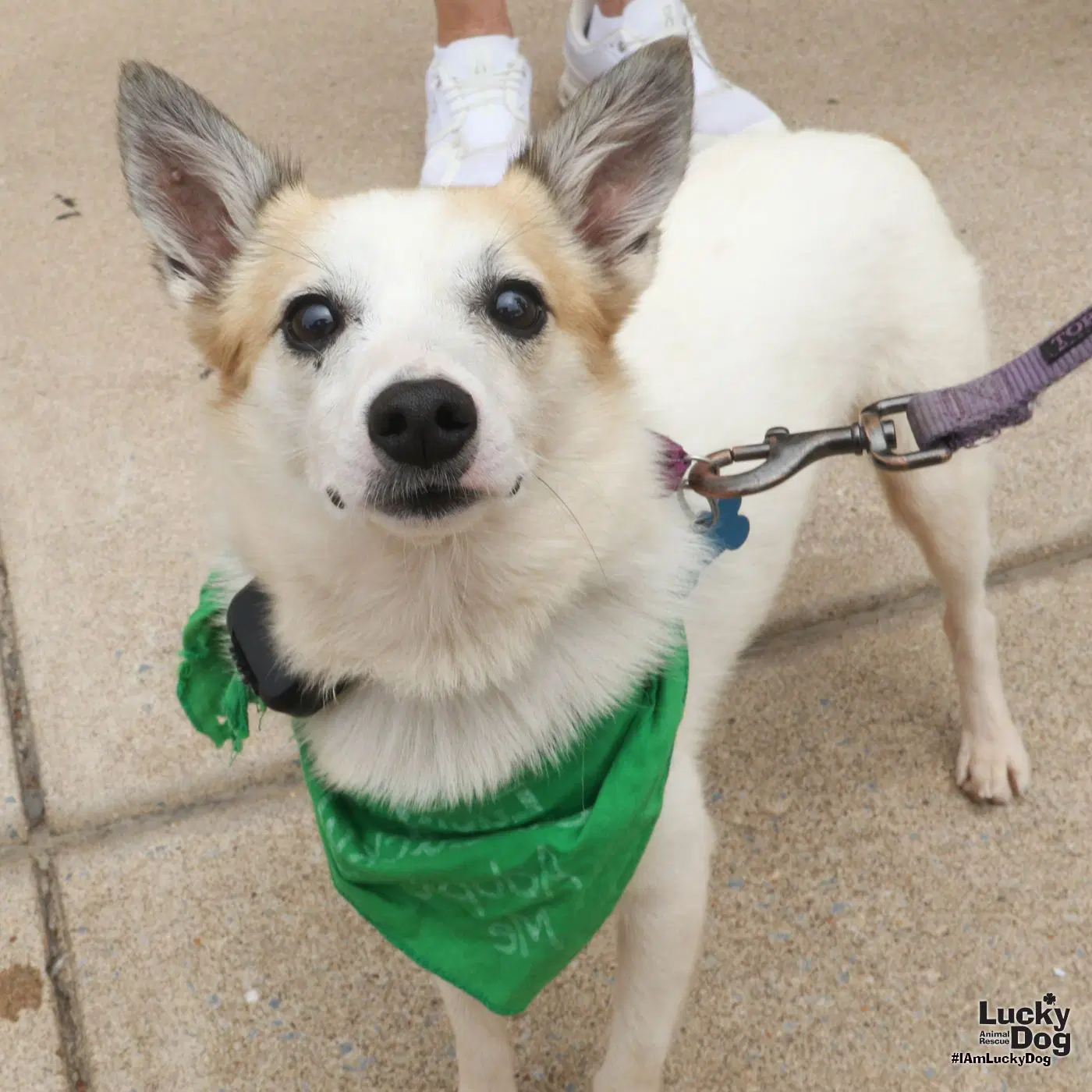 Barney - Jack Russell Terrier