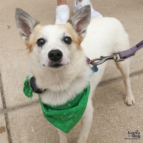 Barney, a dog for adoption from Lucky Dog Animal Rescue