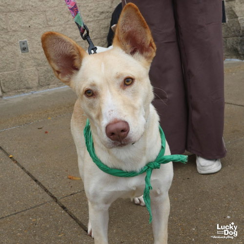 Squeegee, a dog for adoption from Lucky Dog Animal Rescue