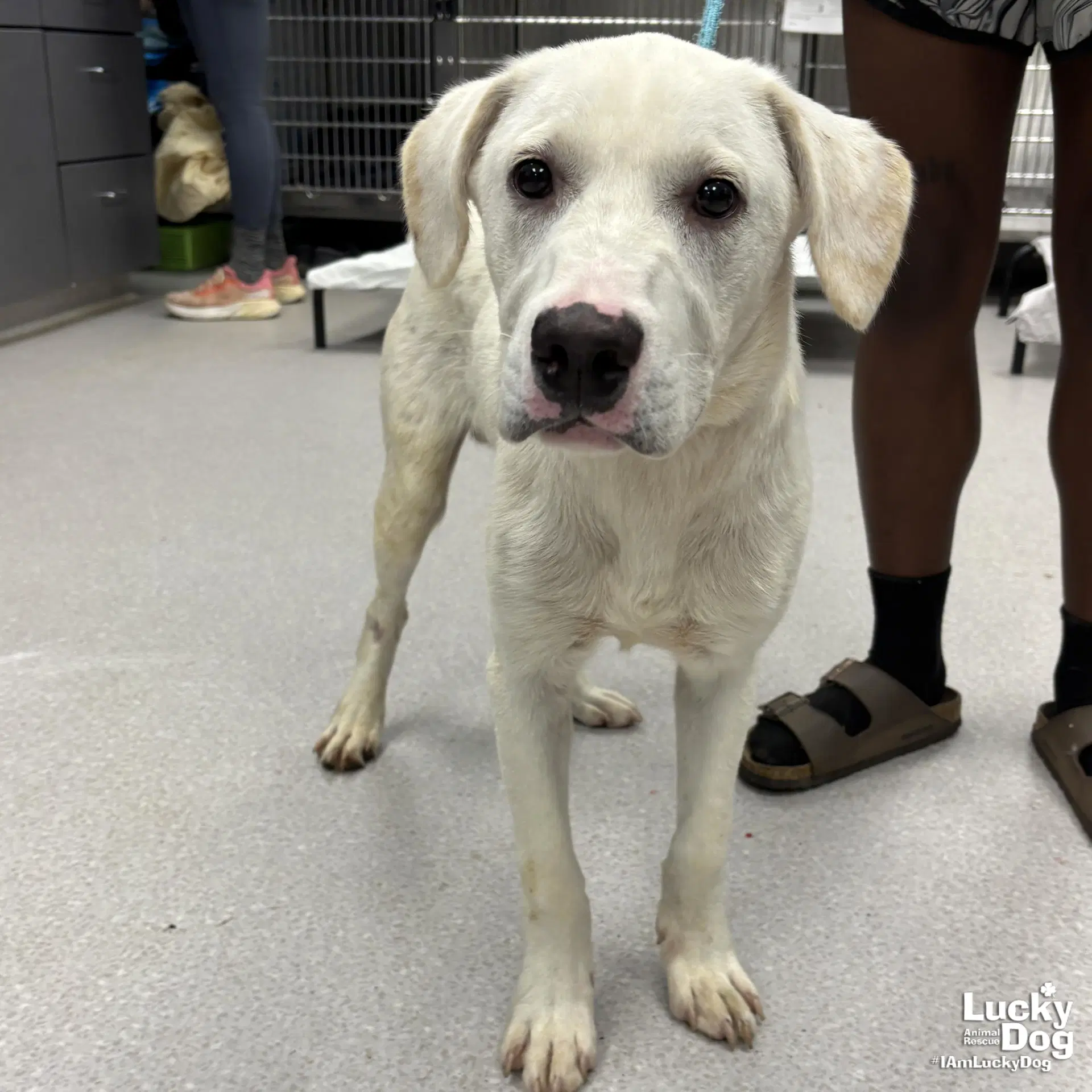 Fluffer Nugget - Labrador Retriever