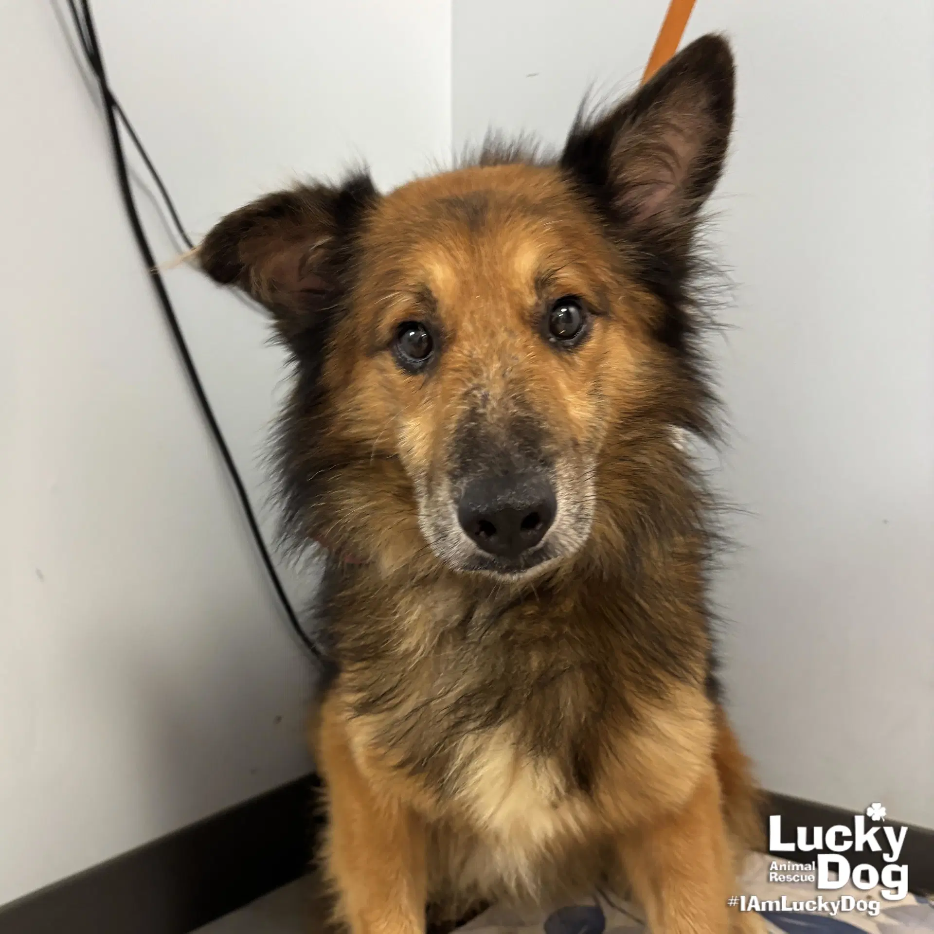 Gumdrop - Shetland Sheepdog Sheltie