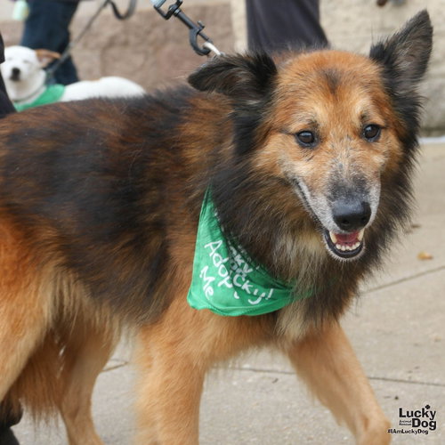 Gumdrop, a dog for adoption from Lucky Dog Animal Rescue