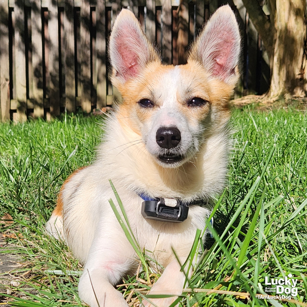 Rocky, photo 2