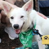 Zinni — Washington, DC Adoption