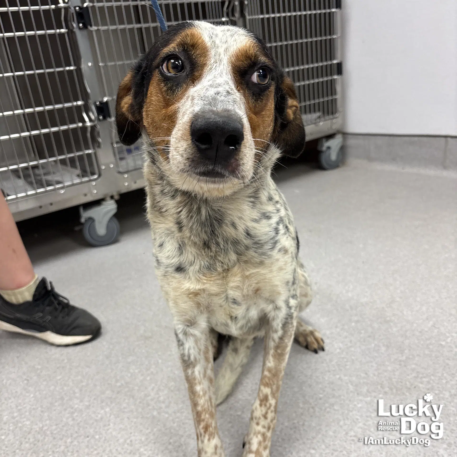Sunshine - Australian Cattle Dog/Blue Heeler