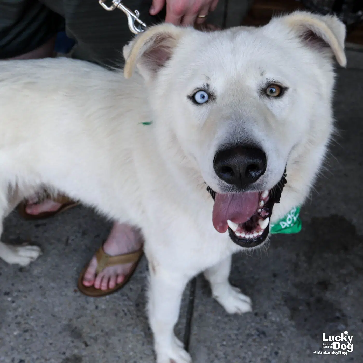 Ice - Great Pyrenees