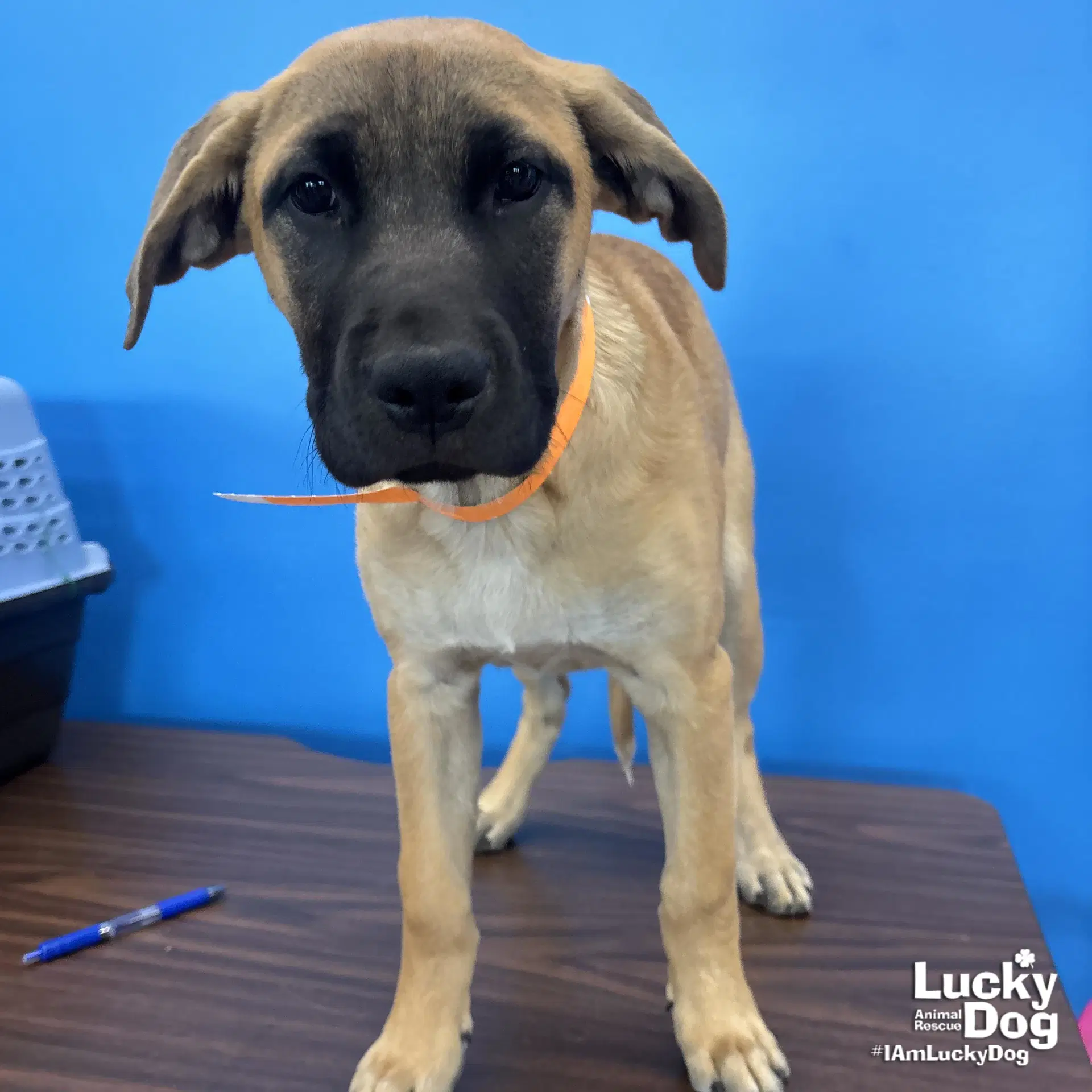Serena - Labrador Retriever