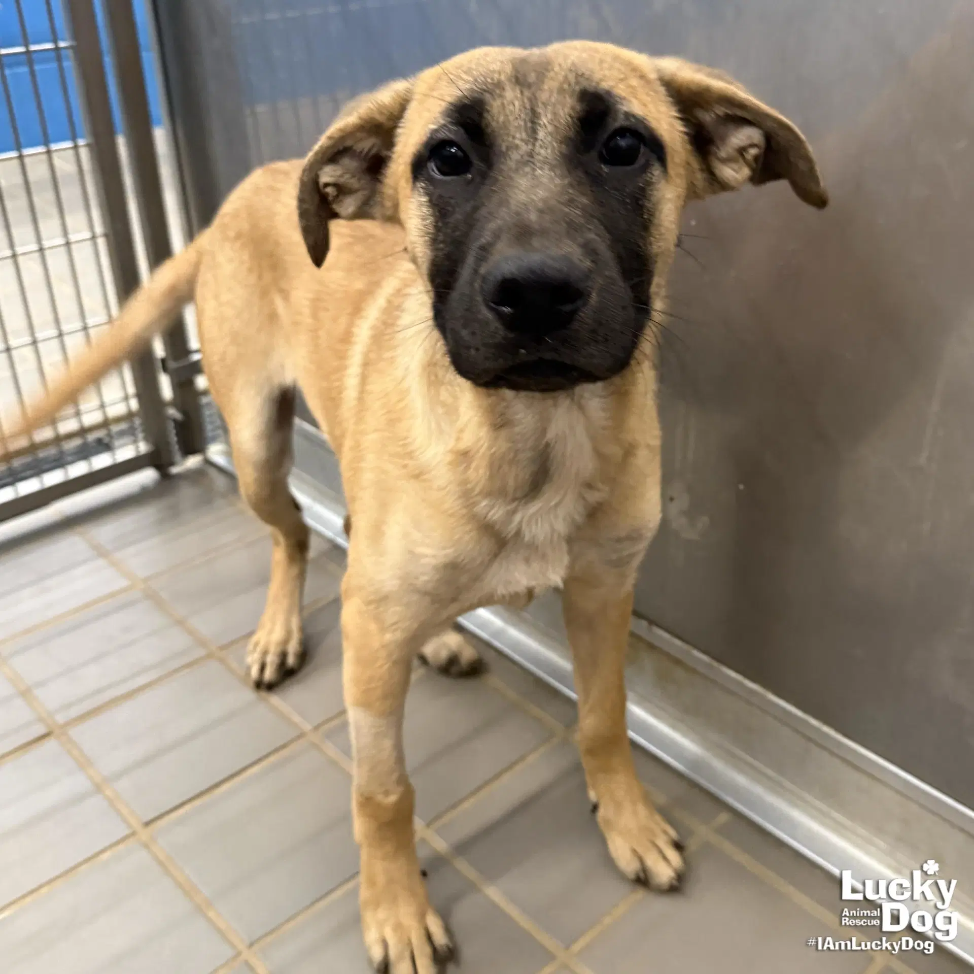 Serena - Labrador Retriever