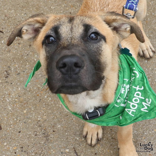 Serena, a dog for adoption from Lucky Dog Animal Rescue