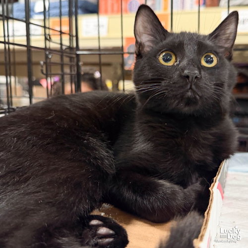 Goth, a cat for adoption from Lucky Dog Animal Rescue