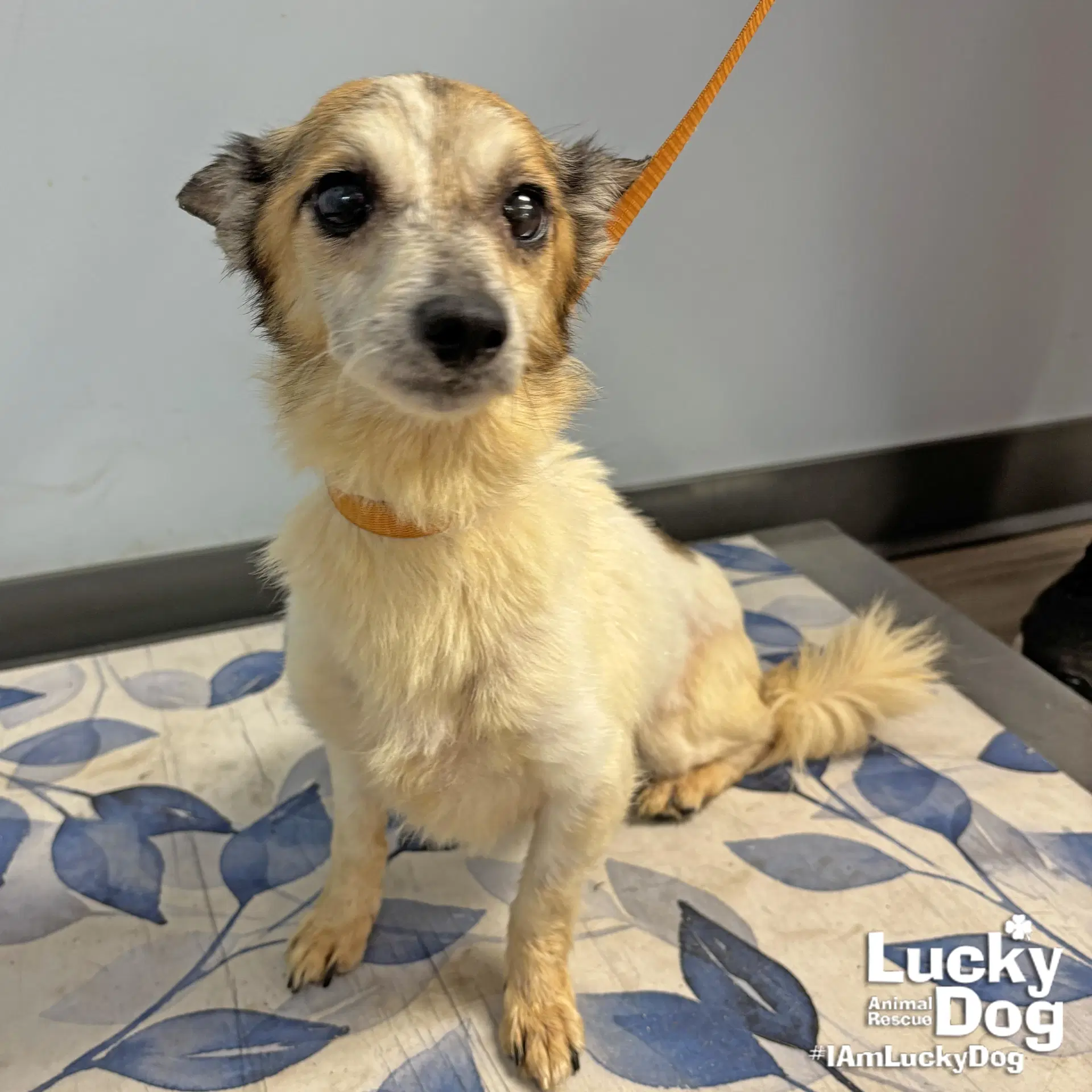 Ava - Jack Russell Terrier