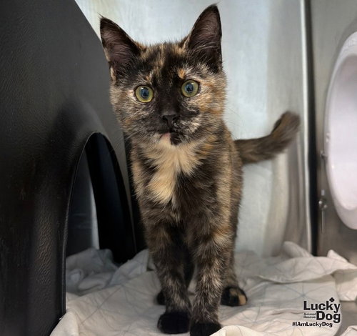 She-Ra, a cat for adoption from Lucky Dog Animal Rescue