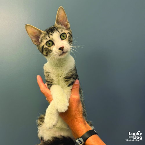 Rory, a cat for adoption from Lucky Dog Animal Rescue