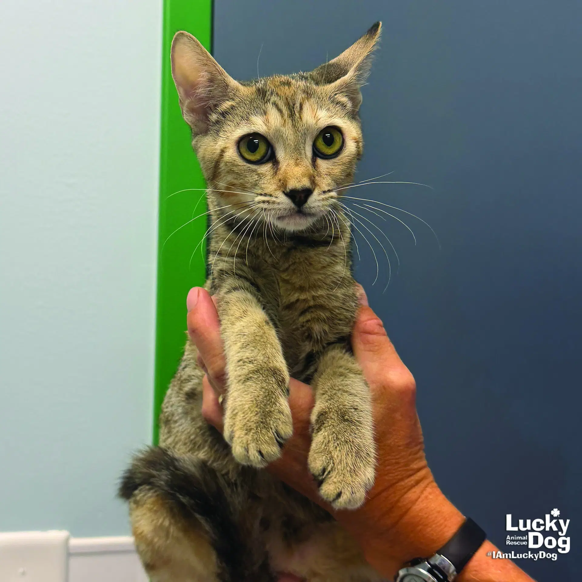 Rylan - Domestic Short Hair