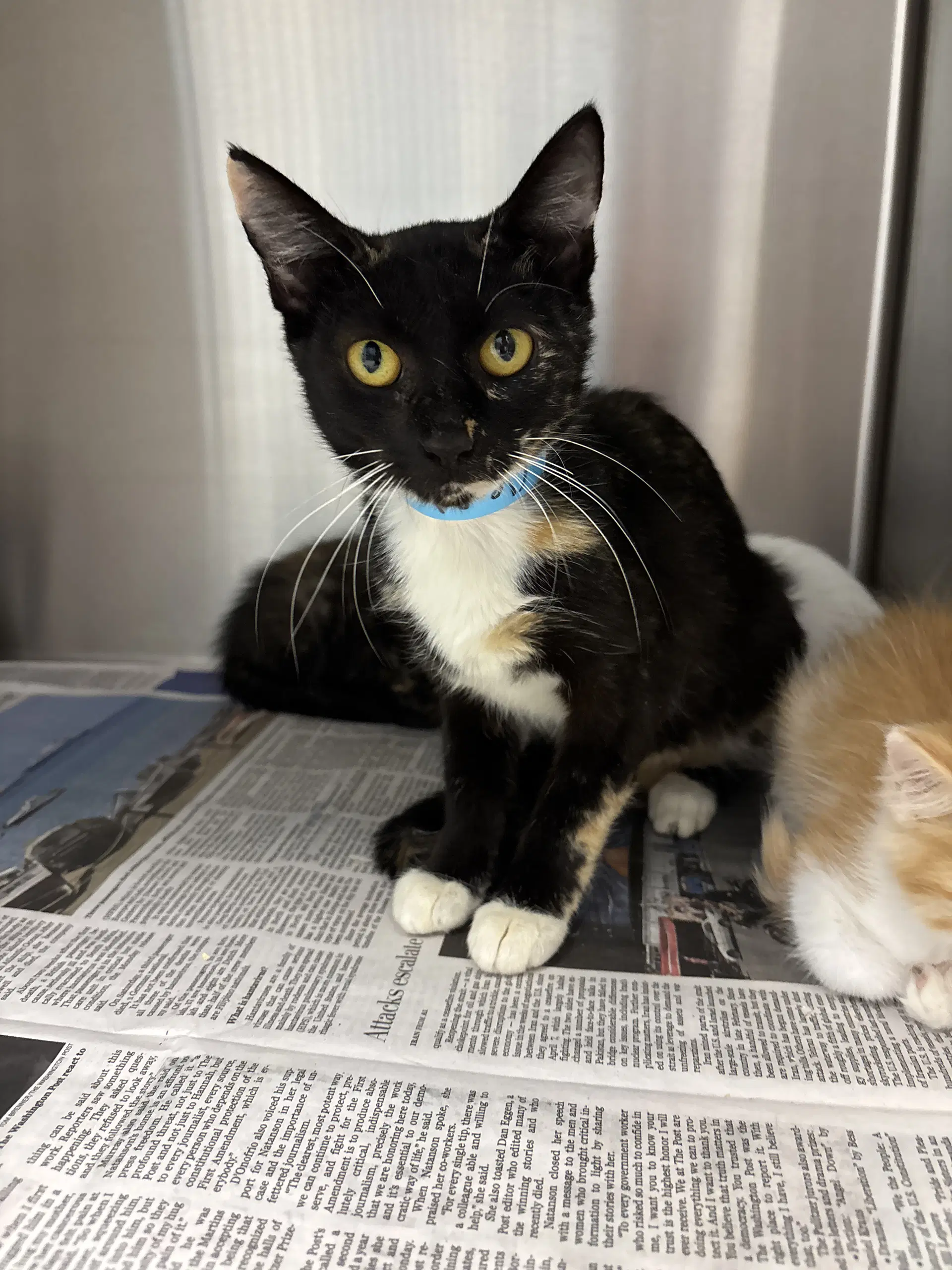 Cleopatra - Domestic Short Hair