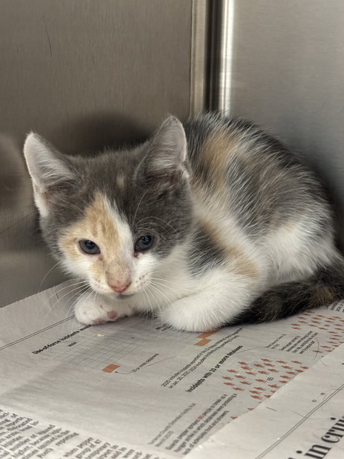 BABY NEFERTITI - Domestic Short Hair available for adoption