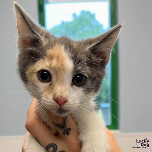 BABY NEFERTITI - Domestic Short Hair available for adoption