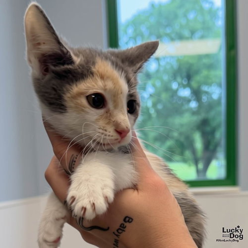 BABY NEFERTITI - Domestic Short Hair available for adoption