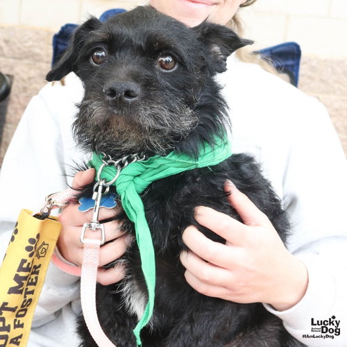 Liam, a dog for adoption from Lucky Dog Animal Rescue