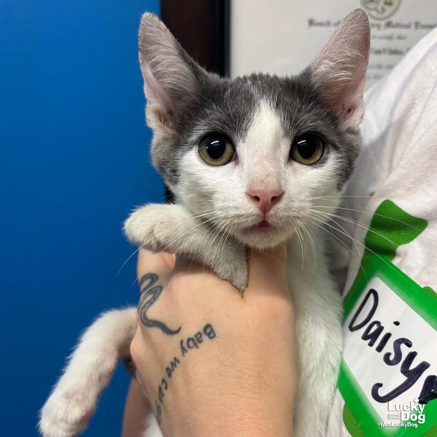 Dylan - Domestic Short Hair