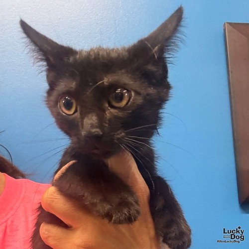 Timmie, a cat for adoption from Lucky Dog Animal Rescue