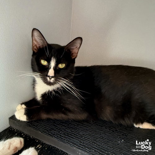 Ranaella, a cat for adoption from Lucky Dog Animal Rescue