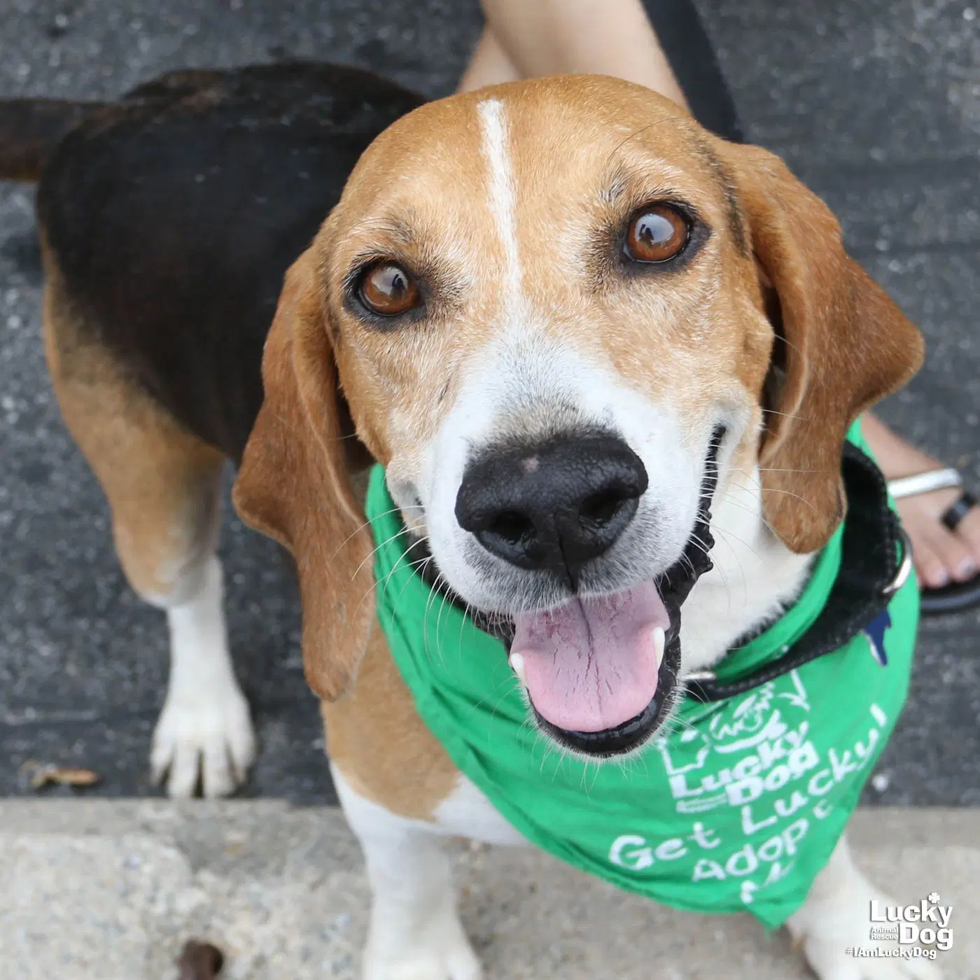 Earl - Beagle