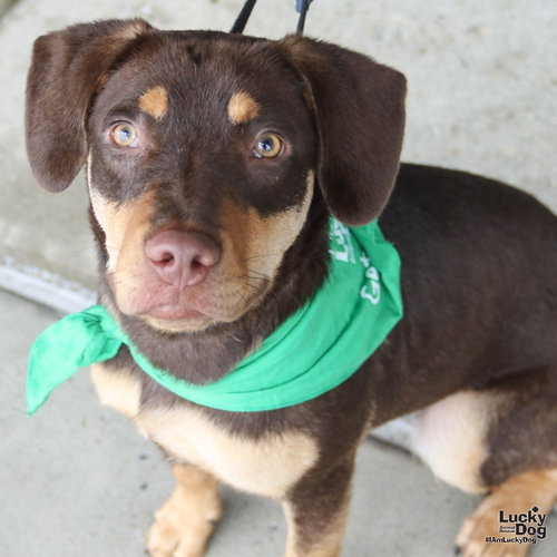 Par, a Labrador Retriever / Mixed (short coat) dog for adoption in Washington, DC, photo 1 of 4