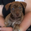 Celery — Washington, DC Adoption