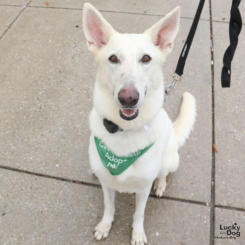 Petra, a dog for adoption from Lucky Dog Animal Rescue