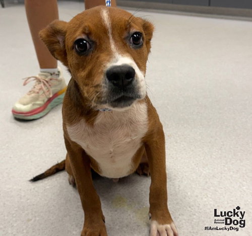 Phelps, a dog for adoption from Lucky Dog Animal Rescue