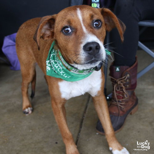 Phelps, a Labrador Retriever / Beagle / Mixed (short coat) dog for adoption in Washington, DC, photo 1 of 4