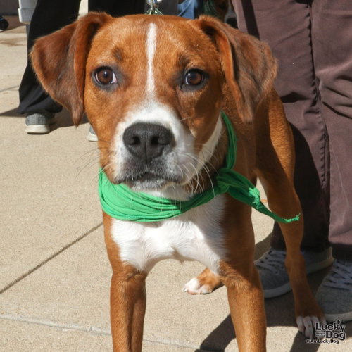 Phelps, Labrador Retriever / Beagle / Mixed (short coat)