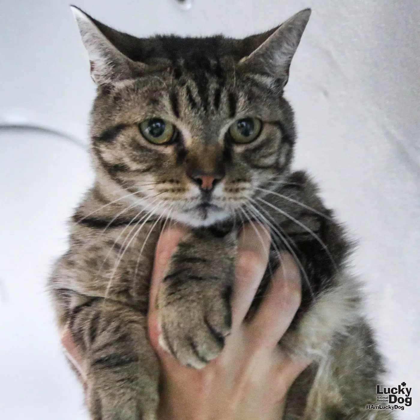 Twizzle - Domestic Short Hair
