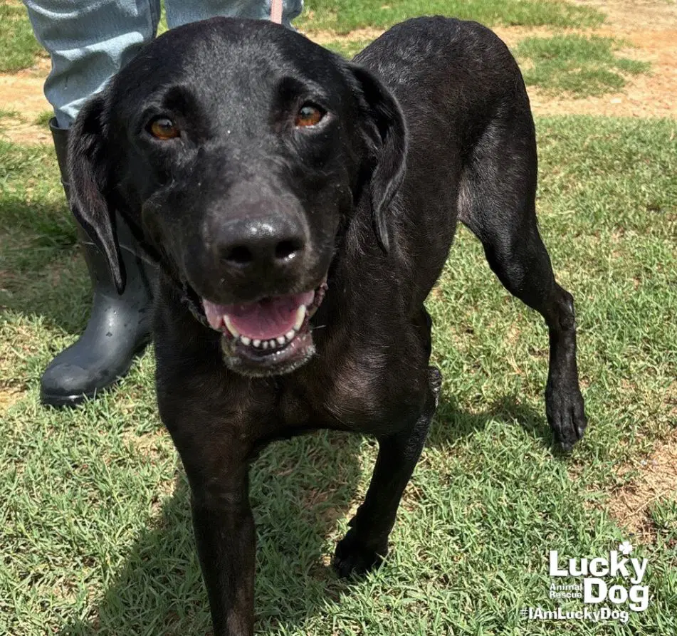 Spice Girl - Labrador Retriever