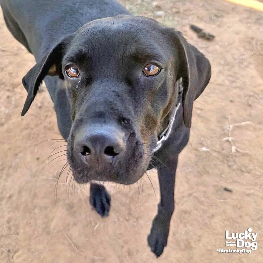 Spice Girl - Lab Mix