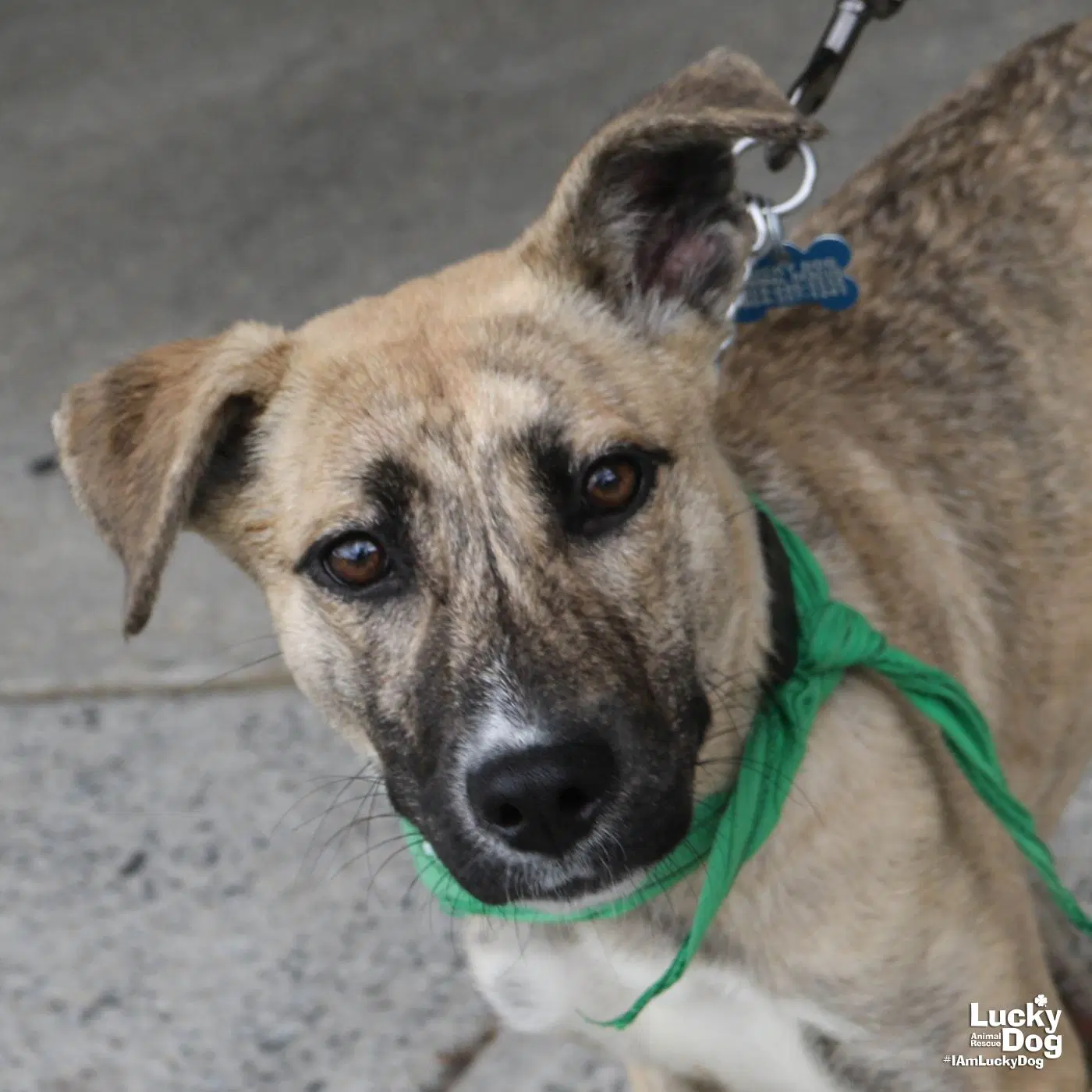 Peaches image 3